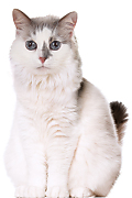 Kitties Meow istripper model